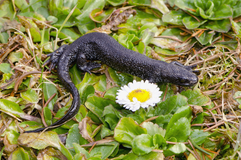 Great Crested Newts found at Wildfell