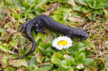 Habitat Management and Monitoring Plans (HMMPs)