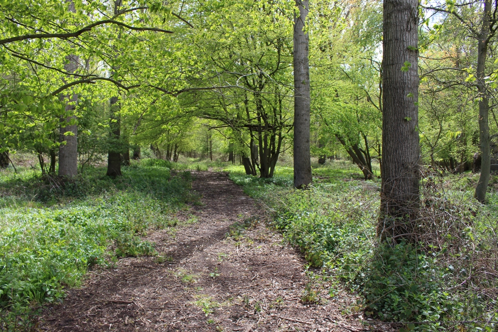 Woodland creation at Wildfell