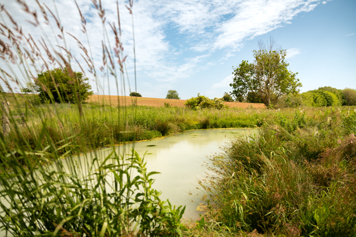 Wetland pond with grass and shrub surrounding the water