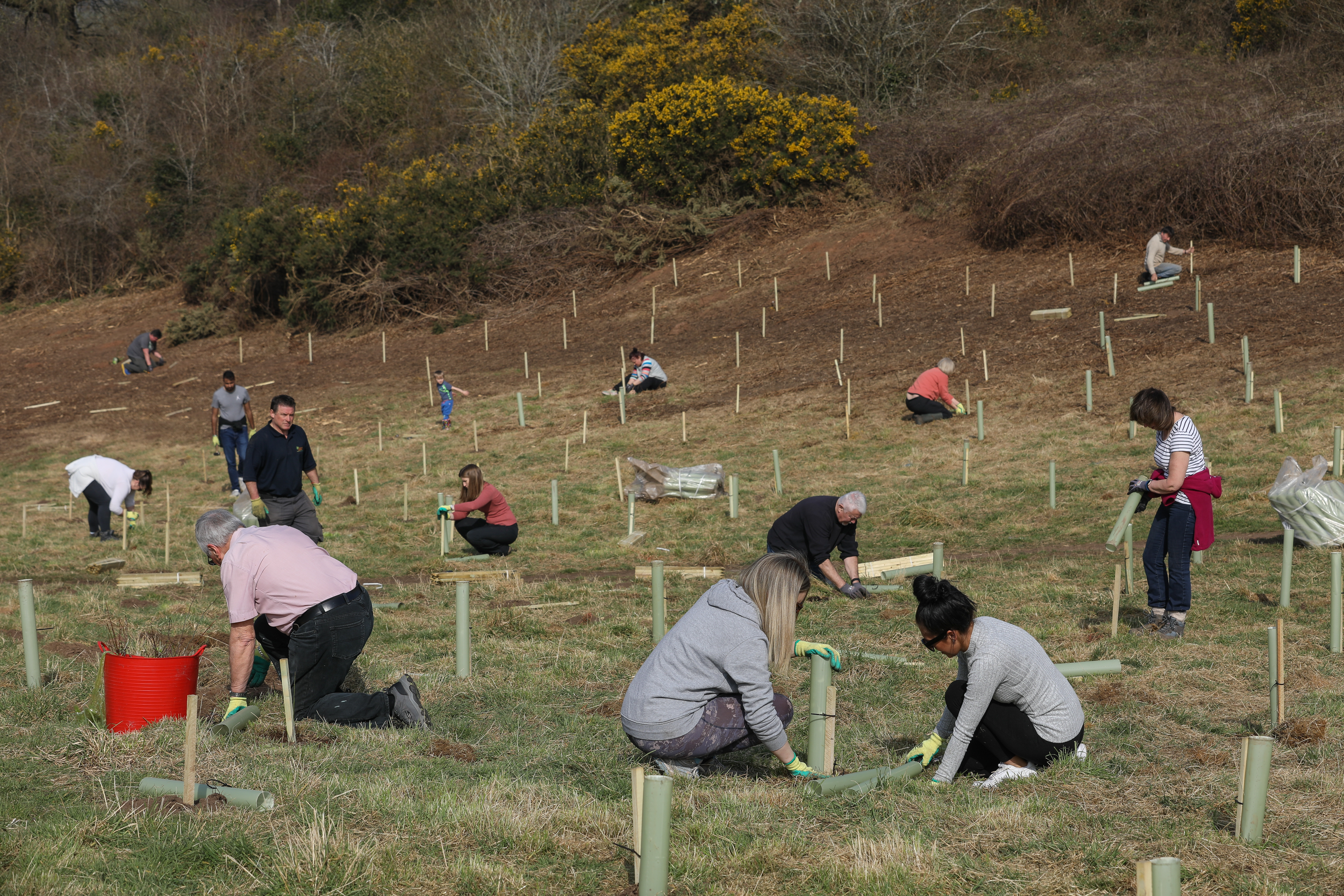 Photo of a planting day with multiple volunteers planting trees