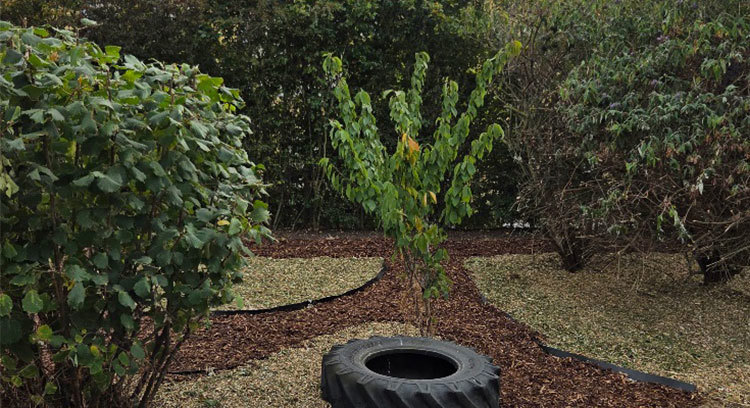Newly landscaped garden