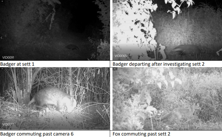 Images of badgers from trail camera footage