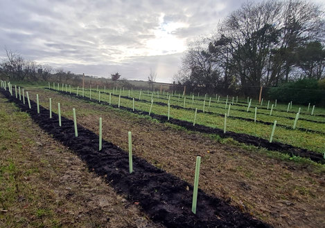 Devana habitat bank, South Cambridgeshire
