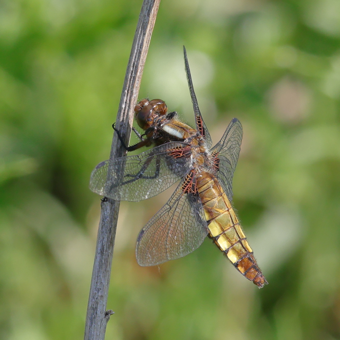 Broad Bodied Chaser