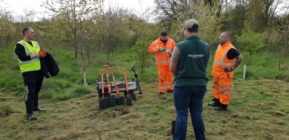 Planting donated trees at Chatham Green, Chelmsford