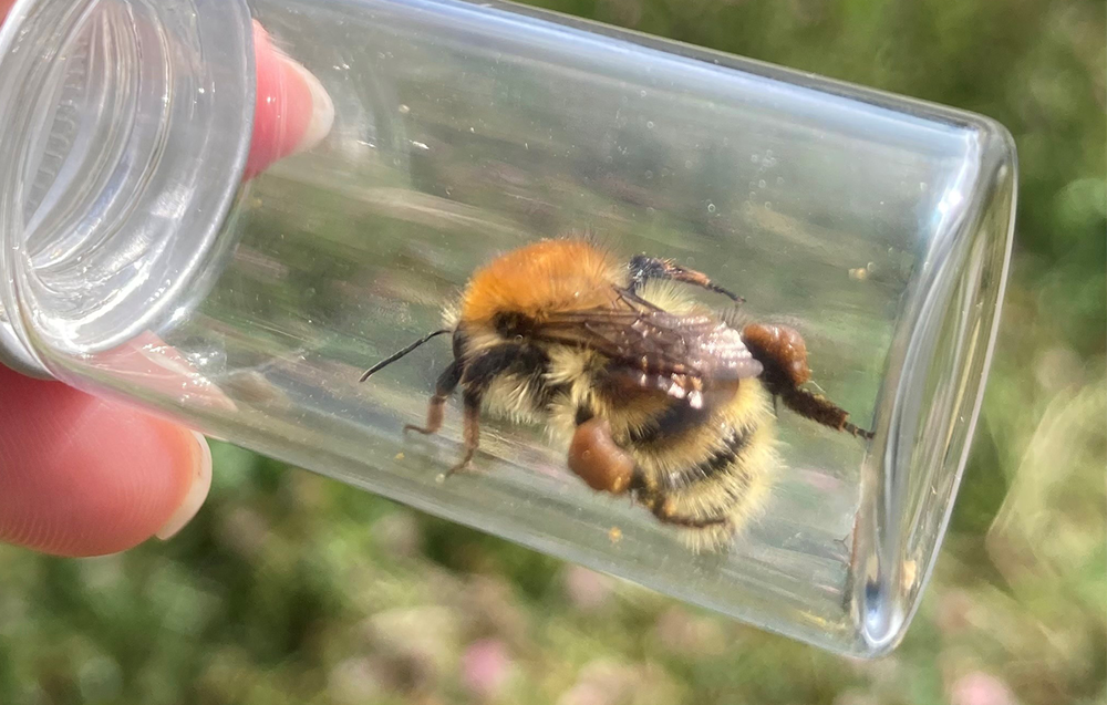 Brown-banded carder bee (Bombus humilis) spotted at Wildfell, August 2024