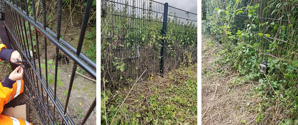 Setting up surveillance cameras for badgers at Tring, Hertfordshire