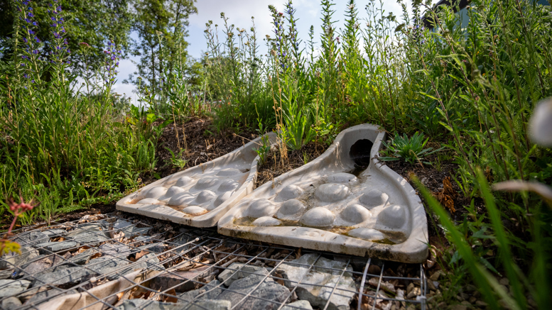 SuDS water inlet set among dense wildflower planting and vegetation