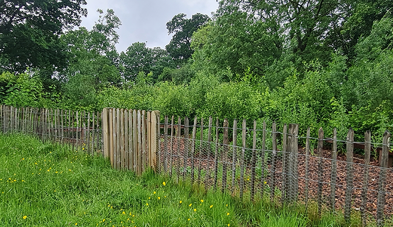 Pinner Park Micro Forest 2024