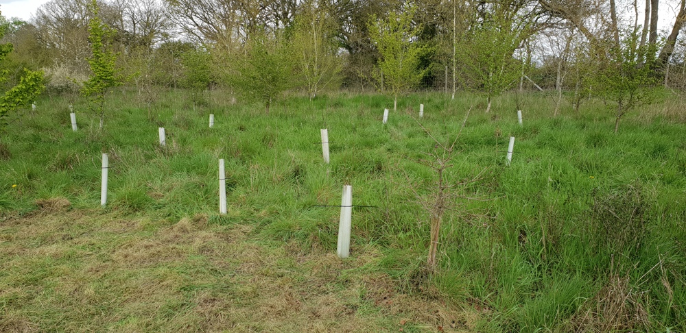 Native trees planted by volunteers
