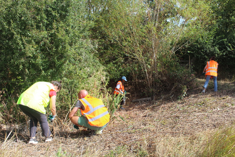 Volunteers in high-visibility vests clearing vegetation and undergrowth beside a wooded area